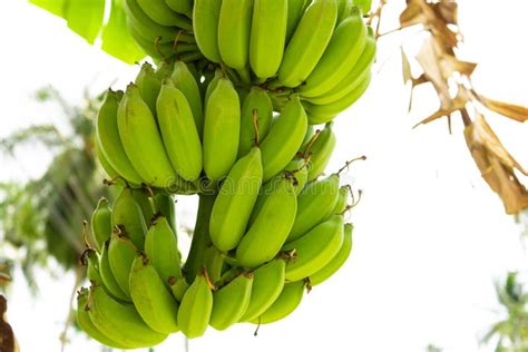 Banana Fruit Branch Green Bananas Hang On A Tree Stock Photo Image