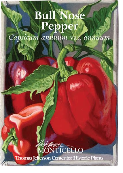 Bull Nose Pepper Seeds Capsicum Annuum Var Annuum Stuffed Peppers