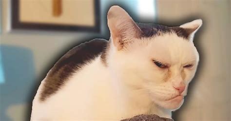 Grumpiest Looking Cat Album On Imgur