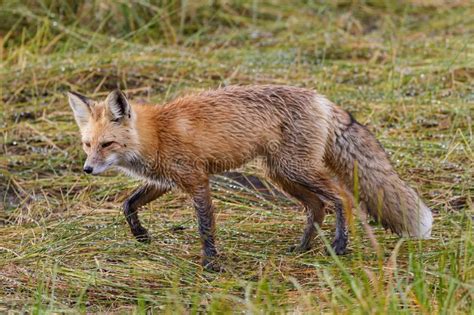 Colorado Wildlife Red Fox On The Hunt In A Marsh Stock Photo Image