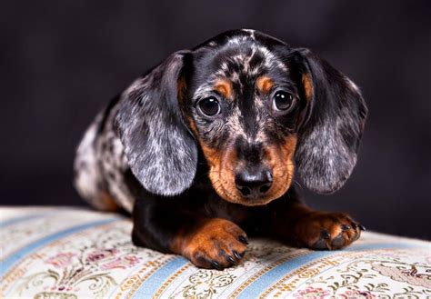 Micro Mini Dachshund Puppies For Sale In Georgia Change Comin