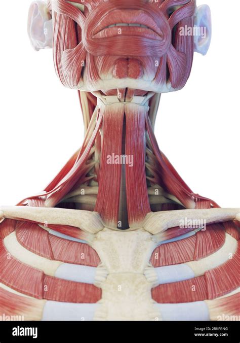 Neck Muscles Illustration Stock Photo Alamy