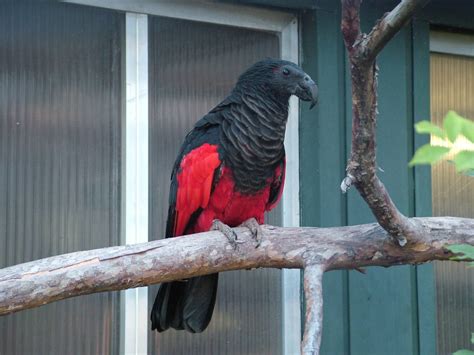 They have a mostly blackish body plumage, with striking red at the belly and wing panels. Pesquet's Parrot (Psittrichus fulgidus) at Wilhelma, Stuttgart 2006 | ZooChat