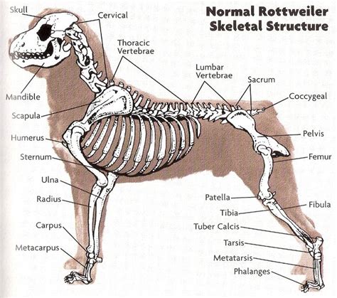 Best Guardian Dog Rottweilers Anatomy Hayvan Anatomisi Hayvan