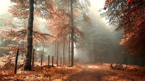 Hd Wallpaper Forest Woodland Misty Autumn Tree Morning Fog