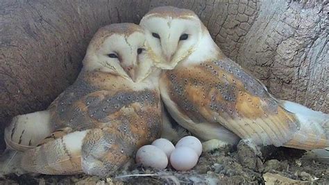 From Nest Search To Eggs Barn Owls Gylfie And Finns Love Story Gylfie And Finn Robert E Fuller