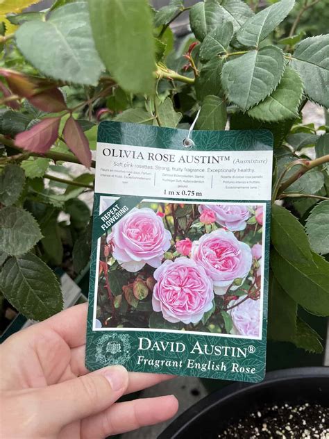 Olivia Rose Austin Rose Review And Growing Guide Usa News