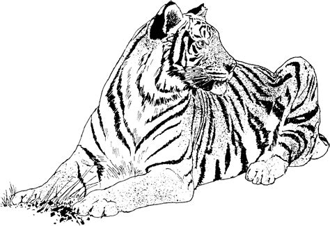 Cute tiger reading the jungle book: Free Tiger Coloring Pages