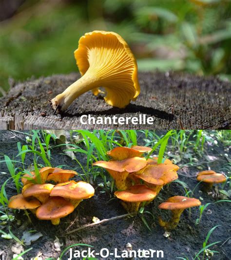 Real Chanterelle Vs False Chanterelle Heres How To Tell The Difference