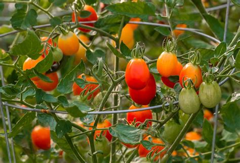 38 Tomato Support Ideas For High Yielding Tomato Plants In 2021
