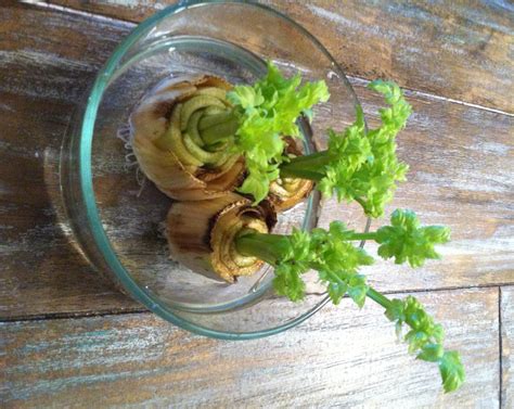 How To Revive And Regenerate Your Celery With One Easy