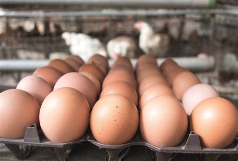 Sourcing Of Cage Free Eggs Continues To Rise Globally Poultry News