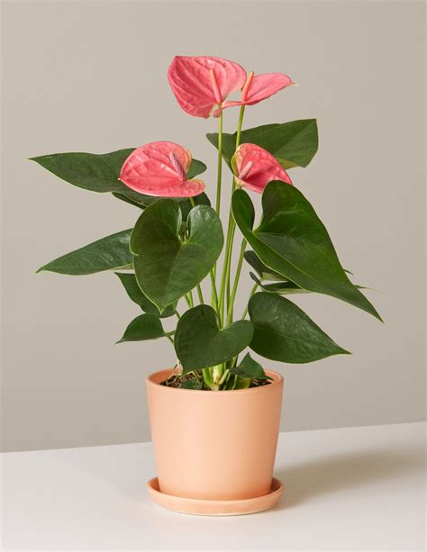 Anthuriums Are The Worlds Longest Blooming Houseplant They Are