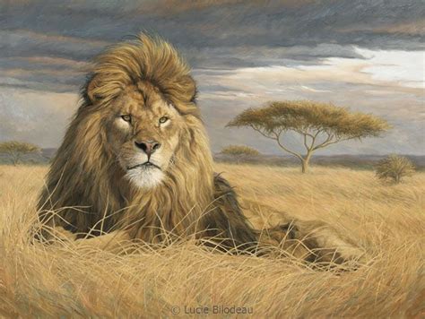 King Of The Pride Oil On Canvas 36 X 48 By Lucie Bilodeau A