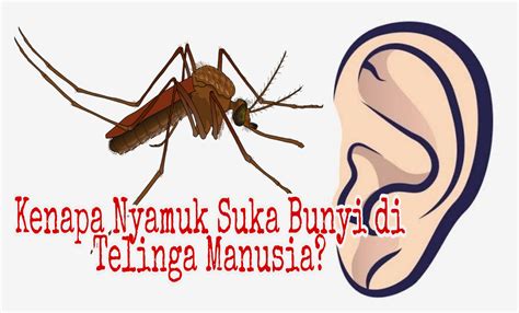 Kenapa Nyamuk Suka Bunyi Di Telinga Manusia