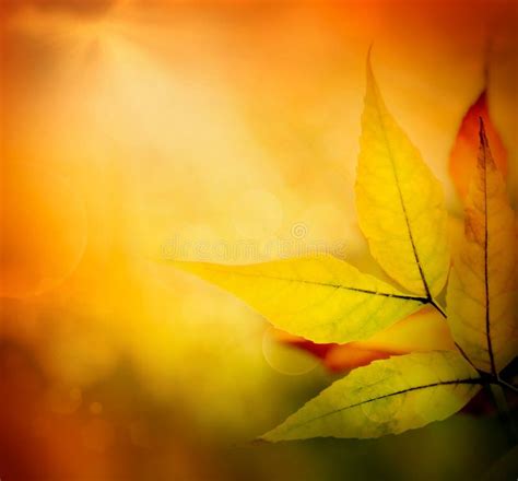 Autumn Background With Hello Autumn Stock Photo Image Of Word Forest