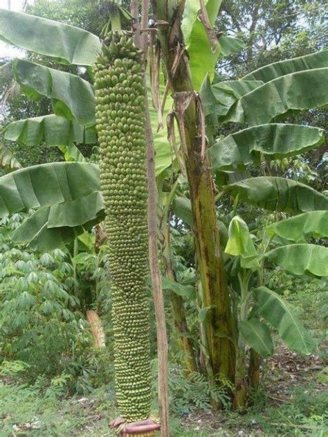 Banana Tree With More Than 2000 Fruits Trees To Plant Unique Trees