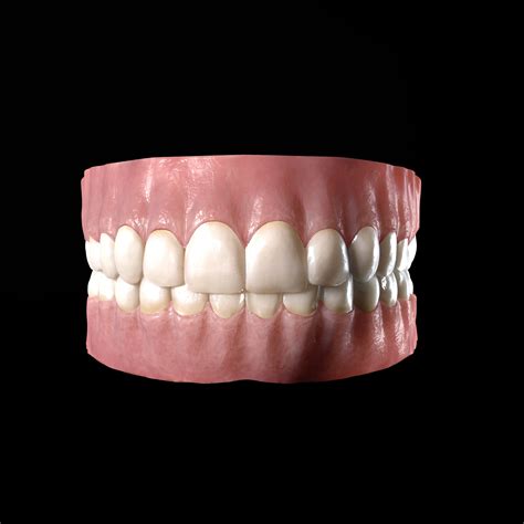 Realistic Human Teeth 3d Model