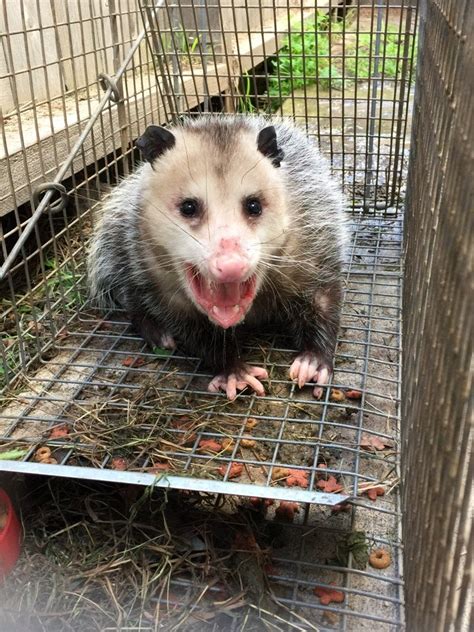 Opossum Removal Los Angeles Wildlife Animal Control Los Angeles