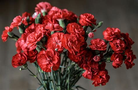 Your Ultimate Guide To The Carnation Flower Petal Republic