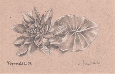 Items Similar To Original Pencil Drawing Of A Water Lily Nymphaeacea