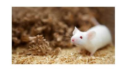 Rat Mouse Wallpapers Animals