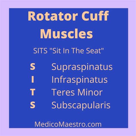 Mnemonics For Rotator Cuff Muscles Medicomaestro