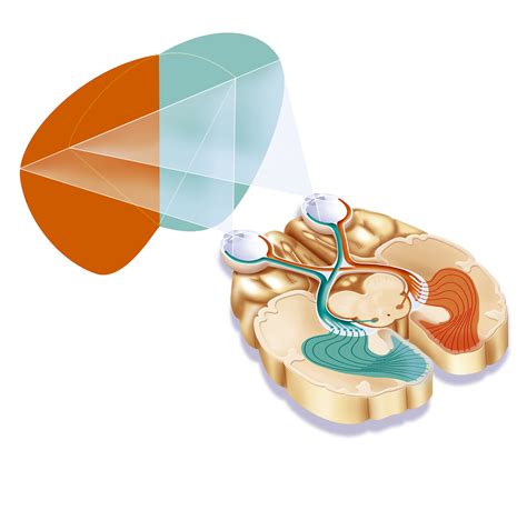 What Is The Optic Chiasm And How Does It Affect Vision