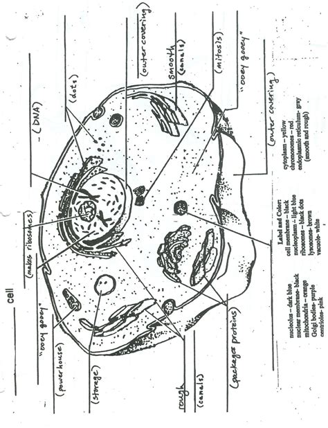 Animal Cell Worksheet Pdf Blank Animal Cell Diagram To Label