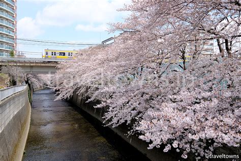 20,374 likes · 5 talking about this. 神田川の桜（東中野）のアクセス・地図・桜の見頃とおすすめ ...