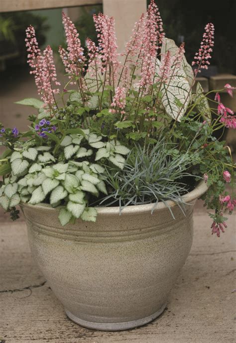 Shade Perennial Combo Pot Container Gardening Pinterest