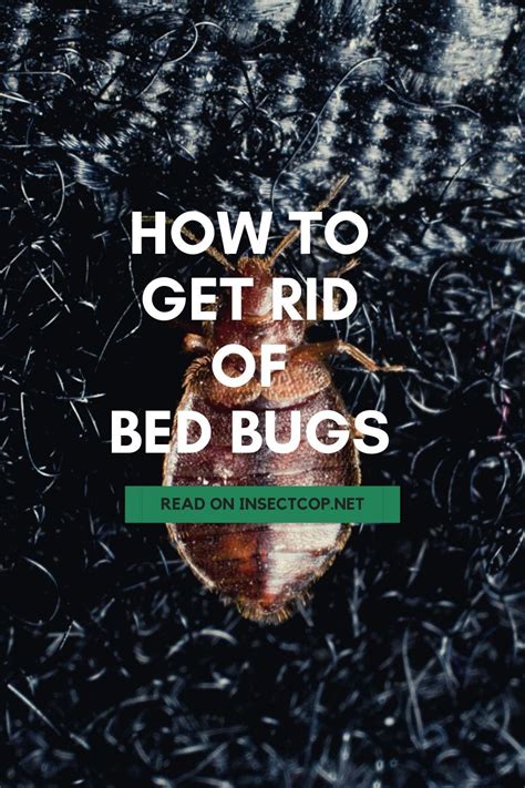 How To Get Rid Of Bed Bugs Insect Cop Rid Of Bed Bugs Bed Bugs