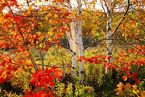 Autumn Scene With Red Leaves And White Birch Trees Nova Scotia