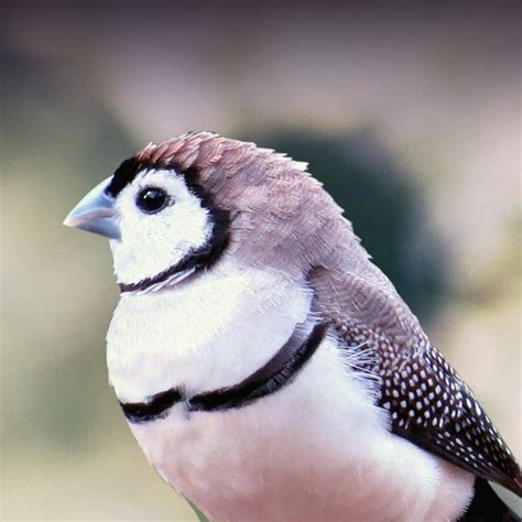 Not what you are looking for? Owl Finch Personality, Food & Care - Pet Birds by Lafeber Co.