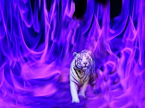 Animated Purple Fire Tiger