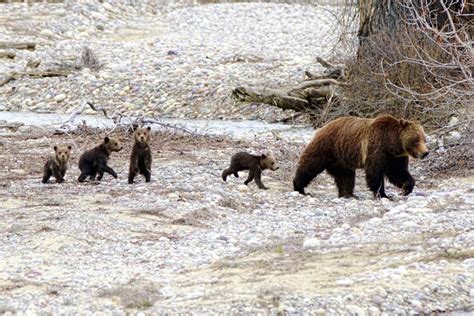 Grizzly 399 Four Cubs In Tow Spotted At Pilgrim Creek