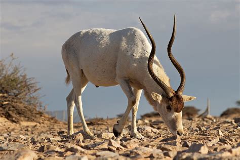 Ingredients for the cream horn (trubochki): Addax - Wikipedia
