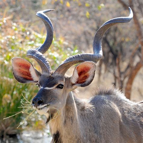 Khudu Botswana Portrait Wild Animal Amo