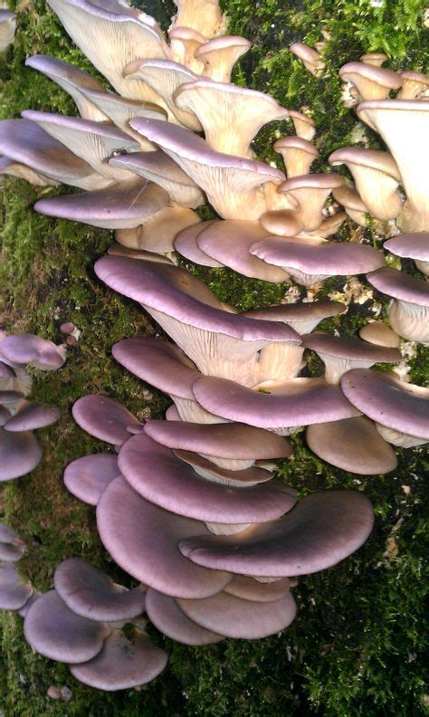 100 Edible Wild Mushrooms Ideas Wild Mushrooms Edible Wild Mushrooms