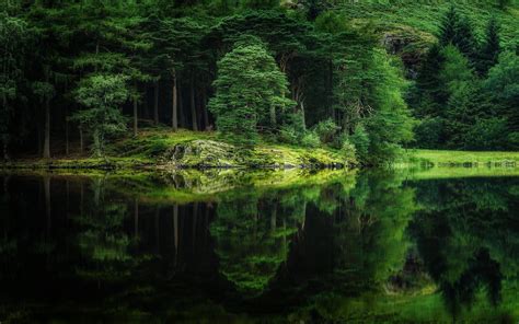 Green Spring Trees Nature Mirror Forest Hills Water Grass