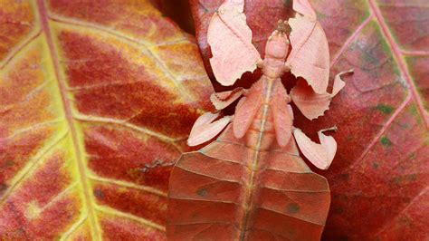 Leaf Insect Bing Wallpaper Download