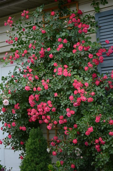 The flower carpet rose is easy to care for, but even this rose bush can use a little attention in the spring. Pink Supreme Flower Carpet (With images) | Climbing roses ...