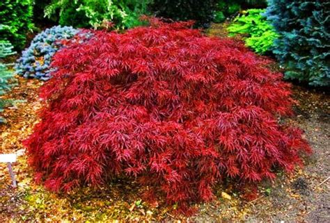 Red Dragon Japanese Maple Etsy