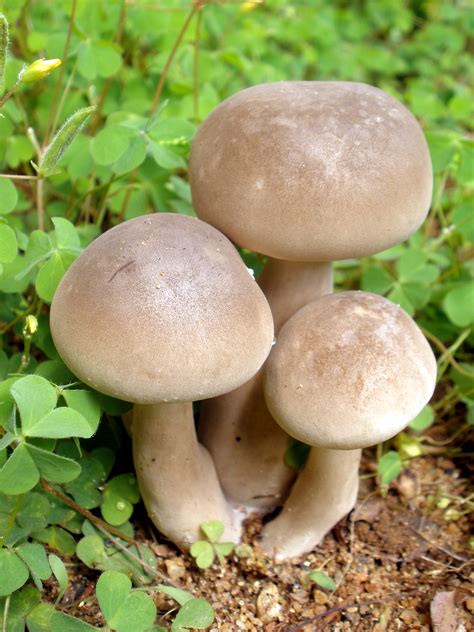 File:Mushroom - unidentified.jpg - Wikipedia
