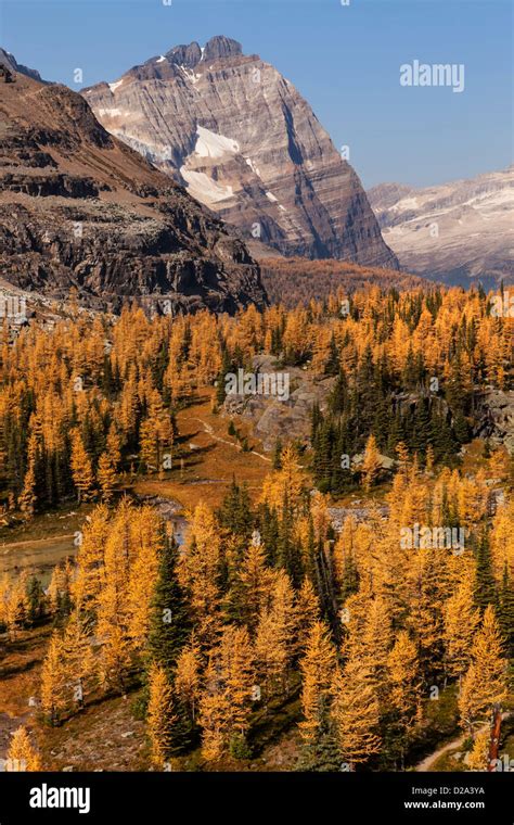 Odaray Mountain Above Golden Larches On Opabin Plateau In Fall Yoho