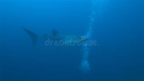 Whale Shark On A Coral Reef Stock Photo Image Of Tubbataha Wildlife