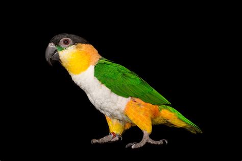 Medium Sized Parrots The Different Types Of Parrot Parrots Guide