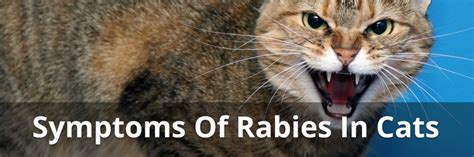 Rabies In Cats Symptoms Causes Treatments And What To Do