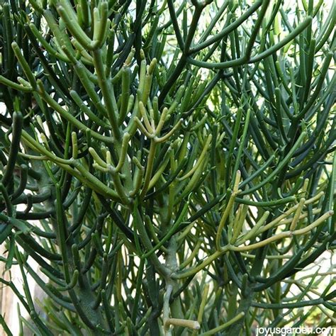 They come in a vast range of shapes and sizes from the petite to the grand. More Succulent Cuttings to Inspire You | Joy Us Garden ...