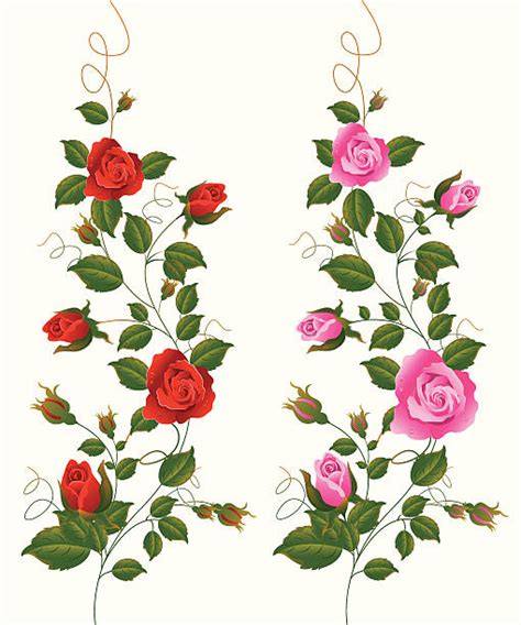 Rose Vine Illustrations Royalty Free Vector Graphics And Clip Art Istock
